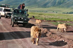 Ngorongoro Conservation Area , Tanzania - February 13, 2008: Jeep safari in Africa, travelers, tourists photographed wild lions family. Carnivorous wild animals in wildlife move away from jeeps with day trippers.