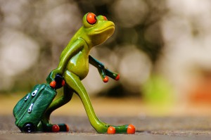 frog-1033313_960_720