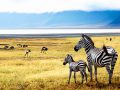 Zebras of Ngorongoro crater. Tanzania, Africa.
